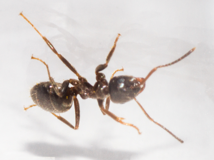 Small Black Ant (Lasius niger)